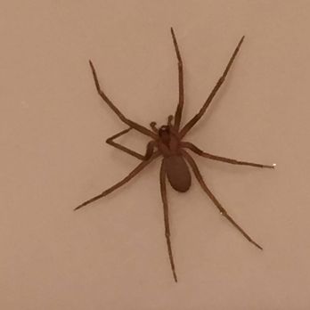 Why U Buggin’ Pest & Termite Control - Wolf Spider - Pest Control Near Me - Tallahassee , Florida Why U Buggin’ Pest & Termite Control - Wolf Spider - Pest Control Near Me - Tallahassee , Florida