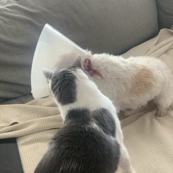 The Pet Oasis - What's that thing on your head? - Veterinarians Near Me - Boulder City, Nevada The Pet Oasis - What's that thing on your head? - Veterinarians Near Me - Boulder City, Nevada