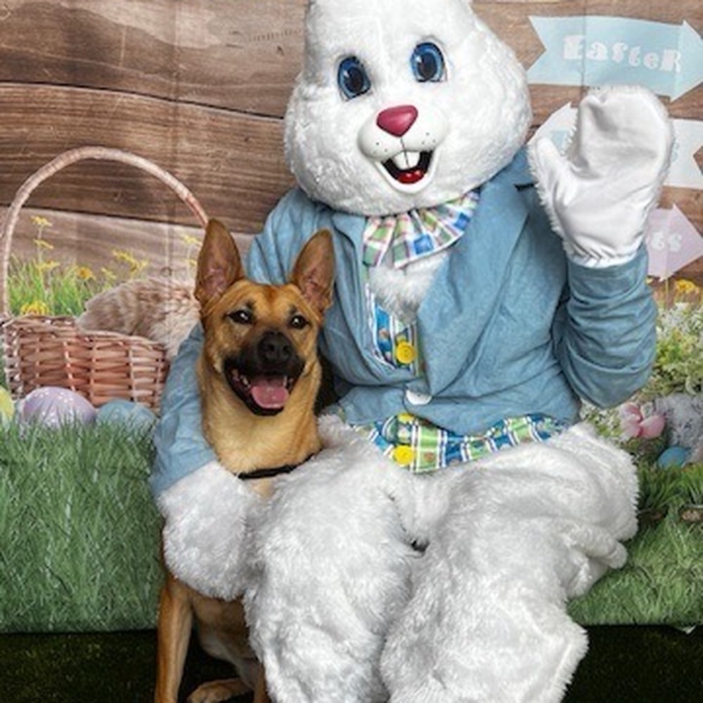 Dog and bunny Dog and bunny