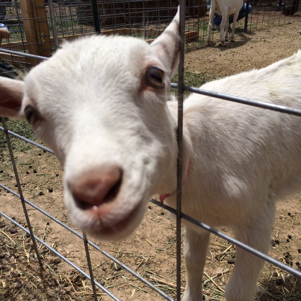 Wheeler Farm - Goats for organic milk shares - Farms Near Me Wheeler Farm - Goats for organic milk shares - Farms Near Me
