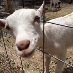 Wheeler Farm - Goats for organic milk shares
