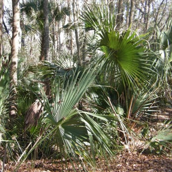 Spring Hammock Preserve - Hiking Near Me - Sanford, Florida