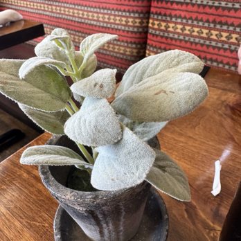 Sage Creek Grille - Table plant to go with restaurant name - American Near Me - Custer, South Dakota Sage Creek Grille - Table plant to go with restaurant name - American Near Me - Custer, South Dakota