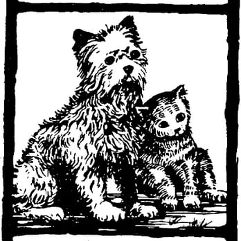 Belleville Area Humane Society - Animal Shelters Near Me - Belleville, Illinois Belleville Area Humane Society - Animal Shelters Near Me - Belleville, Illinois