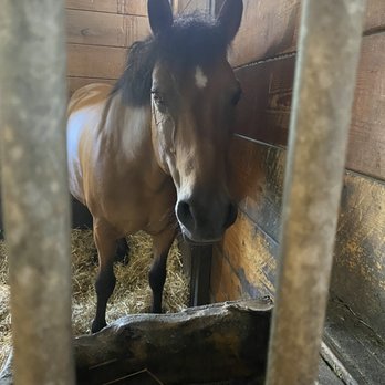 Freedom Woods - Nellie - Horseback Riding Near Me - Morton Grove, Illinois
