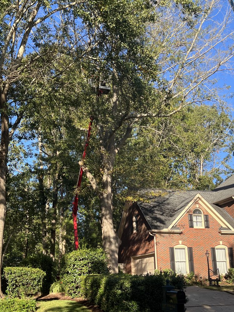 Greenville Tree - tree service in Greenville, SC