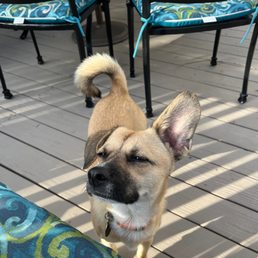 My new dog!! My new dog!!