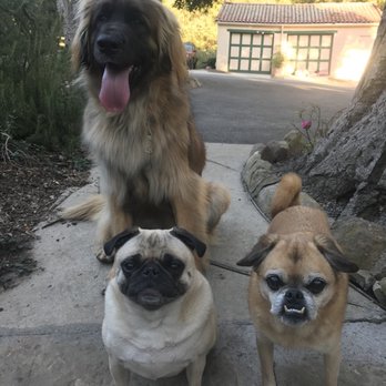 fur fabulous mobile pet grooming