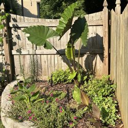 Country Farm & Home - Sumo elephant ear . Huge leaves.
