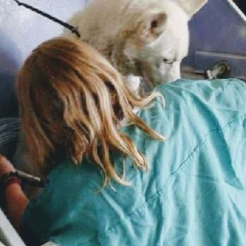 Dog Logic Inc. - Pet Training Near Me - Missoula, Montana Dog Logic Inc. - Pet Training Near Me - Missoula, Montana