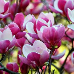 Louie's Nursery - Saucer Magnolia
