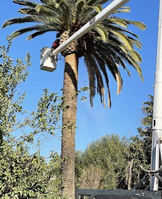 palm tree trimming - Bring your home back to life! We can clean up and freshen up the life of your yard!