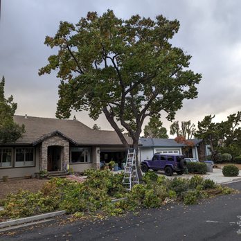 Trees & Timber - Tree Services Near Me - San Jose, California Trees & Timber - Tree Services Near Me - San Jose, California