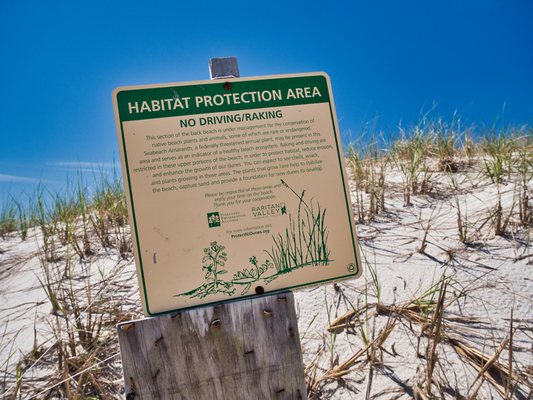 Island Beach State Park by null