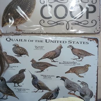 Quail Quest - Pop-up Shops Near Me