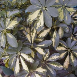 Cid & Son Garden Nursery