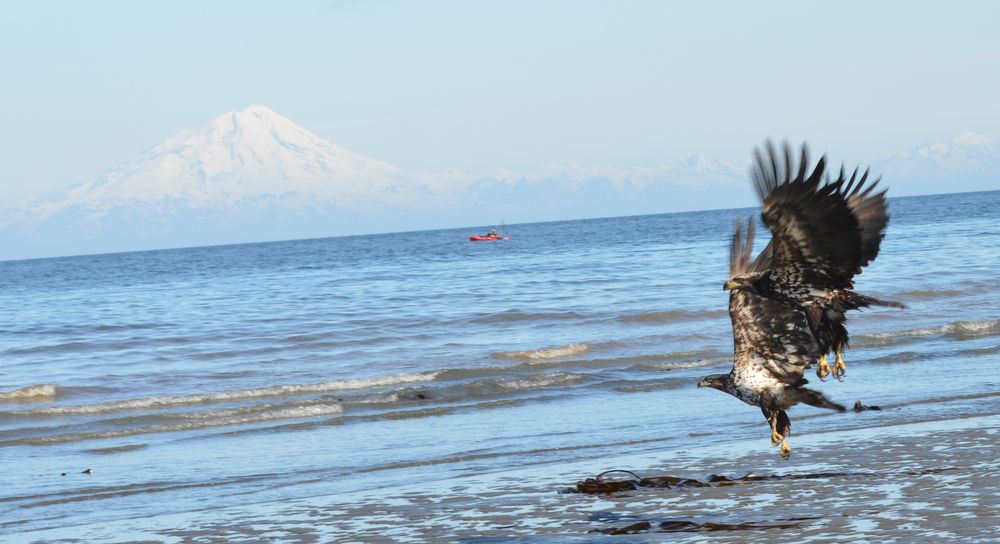 WHISKEY POINT CABINS & RV PARK 71 Photos 30475 Sterling Hwy, Anchor