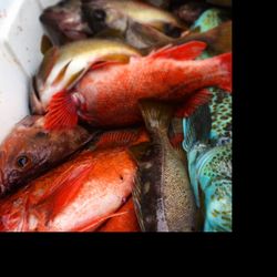 Cod Mountain Fish