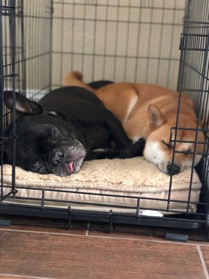 big daddy's doggie daycare