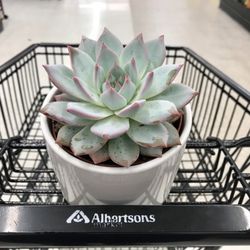 Albertsons - I couldn't resist buying this beauty