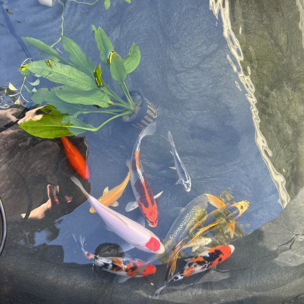 Play It Koi - Tancho(white and red spot on the head) Kujaku (Red, white/silver, orange color) Ginrin (shiny scales) - Local Fish Stores Near Me - Bothell, Washington