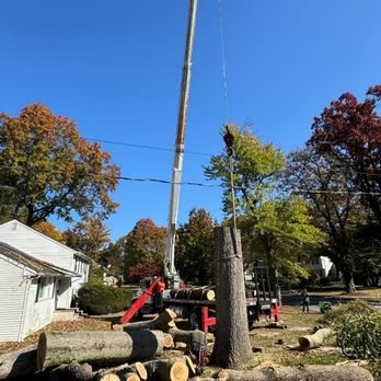 A General Tree Service - Tree Services Near Me A General Tree Service - Tree Services Near Me