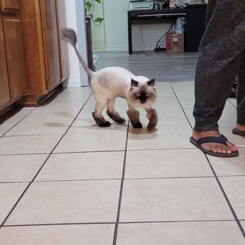 Corina’s Cat Grooming - Pet Groomers Near Me - San Bernardino, California Corina’s Cat Grooming - Pet Groomers Near Me - San Bernardino, California