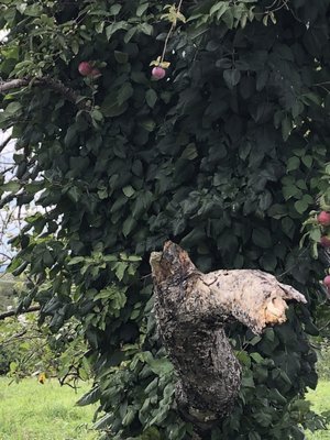 Apple Hill Farm by null