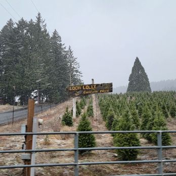 Loch Lolly Christmas Forest - The entrance! - Nurseries & Gardening Near Me - North Plains, Oregon Loch Lolly Christmas Forest - The entrance! - Nurseries & Gardening Near Me - North Plains, Oregon