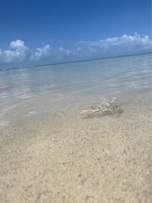 Playa La Jungla by null