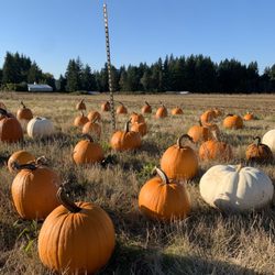 Pumpkins