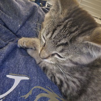 Orange County Animal Services - Someone has had a big adoption day, time to sleep - Animal Shelters Near Me - Orlando, Florida Orange County Animal Services - Someone has had a big adoption day, time to sleep - Animal Shelters Near Me - Orlando, Florida