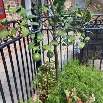 Hotel Provincial - Lime tree - Hotels Near Me - New Orleans, Louisiana Hotel Provincial - Lime tree - Hotels Near Me - New Orleans, Louisiana