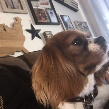 Shampooch Pet Styles - Kalvin Henley - Pet Groomers Near Me - Temecula, California Shampooch Pet Styles - Kalvin Henley - Pet Groomers Near Me - Temecula, California