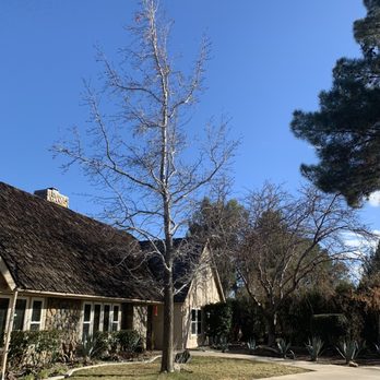 Mason's Treescape - Before - Tree Services Near Me - Hesperia, California Mason's Treescape - Before - Tree Services Near Me - Hesperia, California