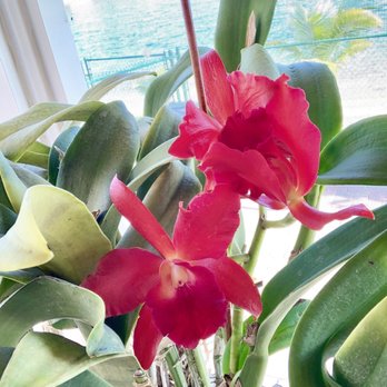 A Heavenly Garden - Nurseries & Gardening Near Me - Miami, Florida