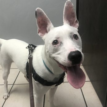 Watauga Animal Hospital - Veterinarians Near Me - Fort Worth, Texas