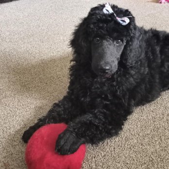 Pawsitively Good Pup - Pet Training Near Me - Berea, Ohio Pawsitively Good Pup - Pet Training Near Me - Berea, Ohio