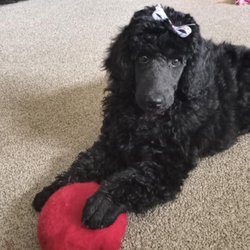 Pawsitively Good Pup