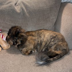 Summit Pet Hospital & Care Center