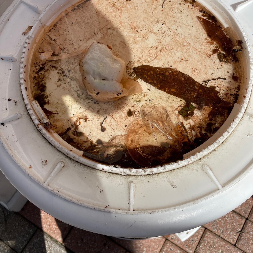 Cafe Lucia - Outside near where one eats. Yuck. - Coffee Roasteries Near Me - Smyrna, Georgia