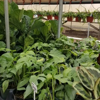 Mari's Gardens - Nurseries & Gardening Near Me - Mililani, Hawaii