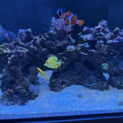 Corals4cheap - Yellow Tang