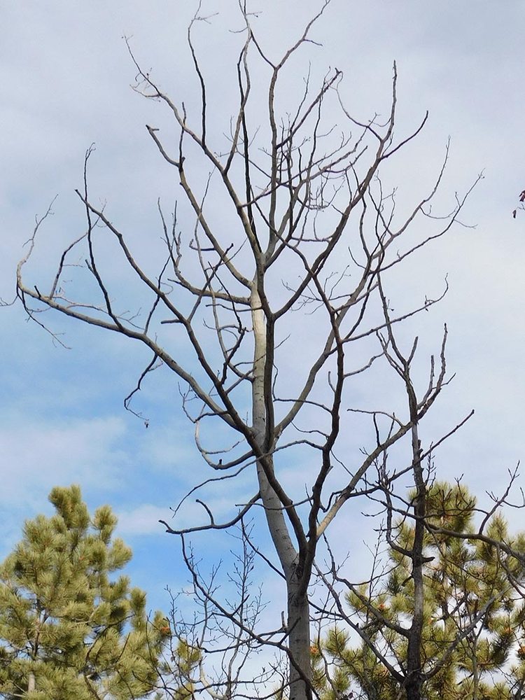 Precision Tree - tree service in Colorado Springs, CO