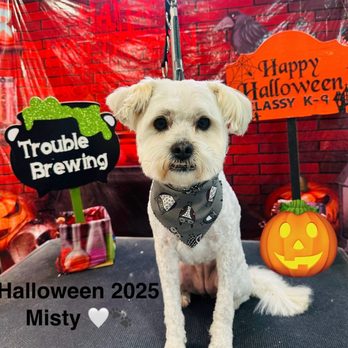 Classy K-9 Mobile Grooming - Pet Groomers Near Me Classy K-9 Mobile Grooming - Pet Groomers Near Me