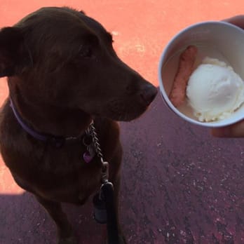 Bruster's Real Ice Cream - Free doggie sundae - Ice Cream & Frozen Yogurt Near Me - Spartanburg, South Carolina