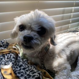 Poor baby traumatized for 3days shaking. also look at that haircut. Poor baby traumatized for 3days shaking. also look at that haircut.