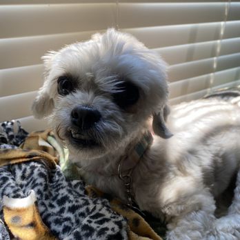 One Lucky Pup - Northlake - Poor baby traumatized for 3days shaking. also look at that haircut. - Pet Boarding Near Me - Charlotte, North Carolina One Lucky Pup - Northlake - Poor baby traumatized for 3days shaking. also look at that haircut. - Pet Boarding Near Me - Charlotte, North Carolina