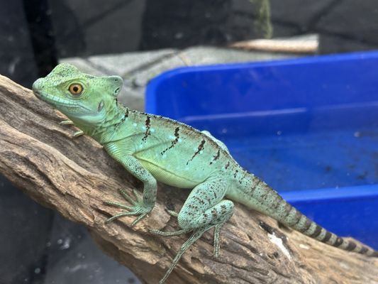 Shifen Old Street by null