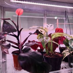 Pink princess philodendron (PPP) #BEAUTIFUL